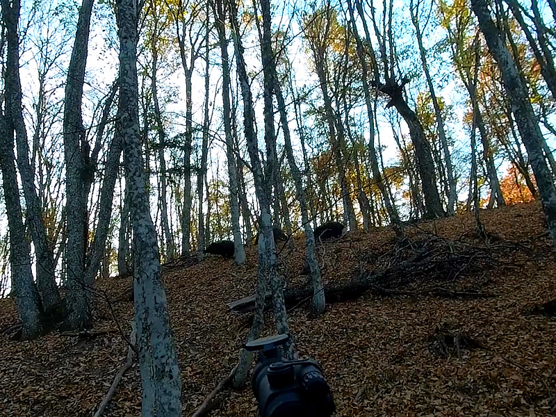 Коллективная загонная охота на кабана в Крымских горах.