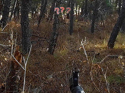 Охота на крымского благородного оленя. Открытие сезона 2021