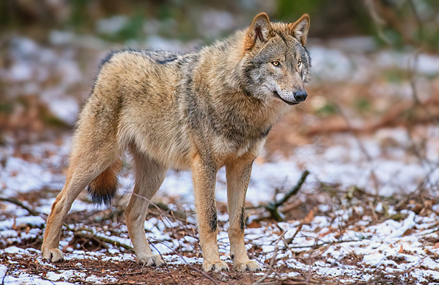 Волк в лесу под Севастополем, с. Родное на таксации в охотугодьях.