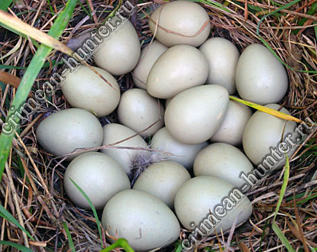 Гнездо с яйцами серой куропатки