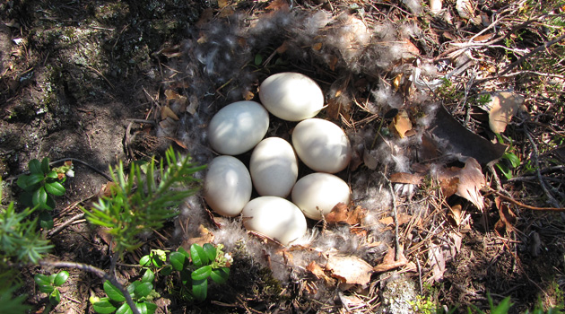 Гнездо с кладкой яиц кряквы обыкновенной