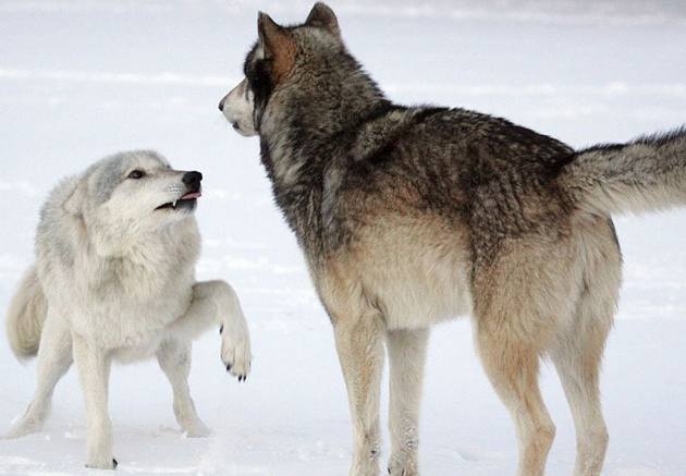 Приветствие подчиненного волка