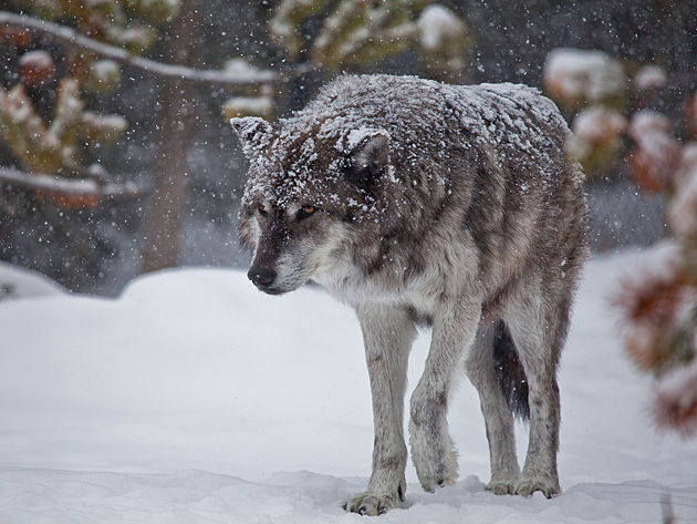 Фото волка зимой