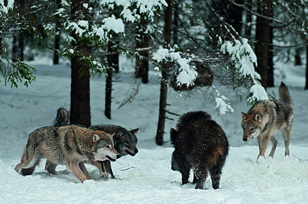 Волки охотятся на кабана