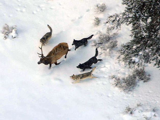 Волки преследуют оленя
