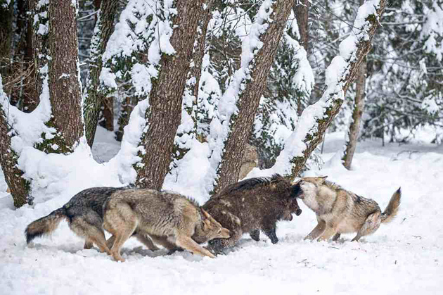 Волки задрали кабана в лесу.