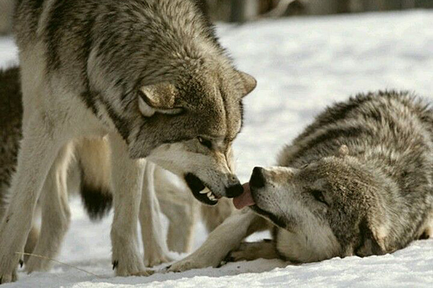 Доминирующий волк с подчиненным