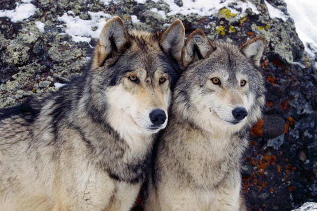 Семейная пара волков