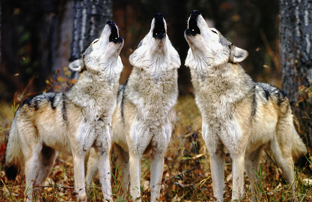 Фото молодых волков-переярков.