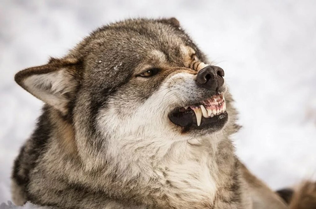 Агрессивная защита подчиненного волка