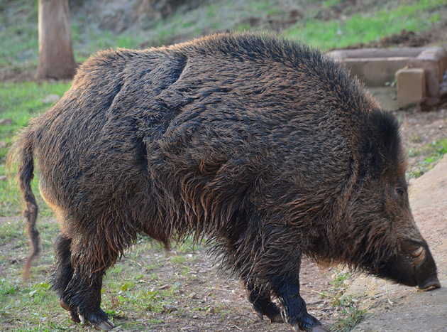 Крымский охотник - охотничий блог - Как отличить секача от свиньи?
