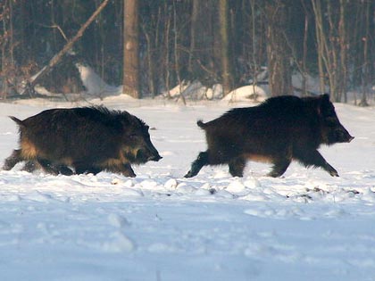Крымский охотник - охотничий блог - Как отличить секача от свиньи?